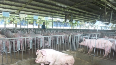 Harga daging babi hari ini, 14 Maret 2026: Harga turun di wilayah Selatan, Kota Ho Chi Minh mempertahankan harga tertinggi di angka 66.000 VND/kg.