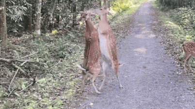 Video of two deer 'fighting' in Cuc Phuong National Park goes viral.