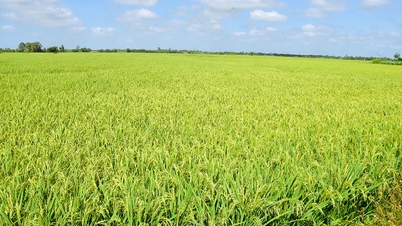 Un système d'irrigation est nécessaire pour la zone rizicole de Bac Giong.