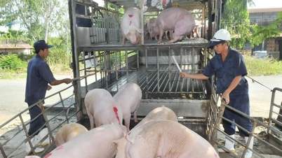 Prix ​​du porc aujourd'hui, 14 mars : fluctuations en sens inverse, prix le plus élevé à 68 000 VND/kg