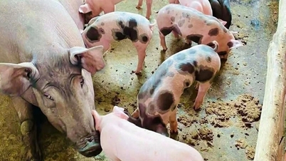 3月13日の豚肉価格：市場は相反する方向に変動し、最高価格は1kgあたり66,000ベトナムドンに達した。