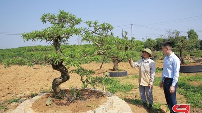 Penjagaan pokok pic hiasan selepas Tet (Tahun Baru Cina)