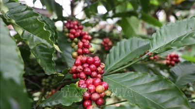 O aumento da oferta pressiona os preços tanto do café quanto do arroz.