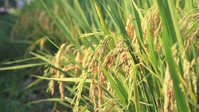 Le riz parfumé vietnamien continue de gagner du terrain sur le marché de l'UE.