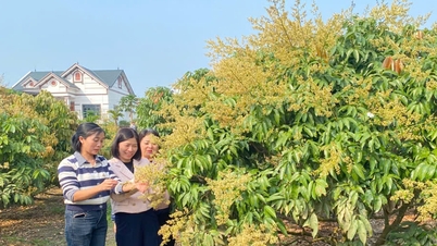 Phúc Hòa dự kiến bình chọn, công nhận 15 "vườn vải đẹp"