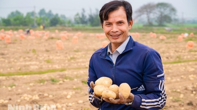 Chuyện 10 ha khoai tây và khát vọng làm nông nghiệp hiện đại