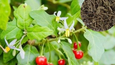 5 vị thuốc dưỡng gan vào mùa xuân