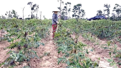 Plus de 1 000 hectares de manioc dans la province ont été infectés par la mosaïque du manioc.