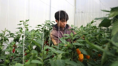 From the laboratory to the fields: Science and technology help Lam Dong increase the value of its agricultural products.