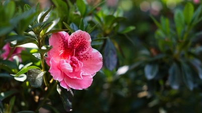 Ammira il fiore che simboleggia l'amore eterno.