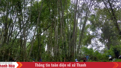 Komune perbatasan Tam Lu berfokus pada perlindungan hutan sekaligus meningkatkan efisiensi ekonomi sektor kehutanan.