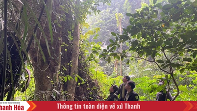 Le poste de garde forestier de Lang Chánh intensifie ses efforts pour protéger et développer les forêts.