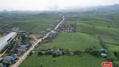 Vinatea Moc Chau entame la saison de production du thé de printemps.