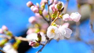 日本では桜の季節が正式に始まりました。