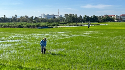 Boosting rice production and consumption during the Winter-Spring crop season.