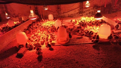 Centrul de Semințe Agricole și Silvice Cao Bang a oferit sprijin pentru puii de incubație înainte de a-i transfera locuitorilor din comuna Truong Ha.