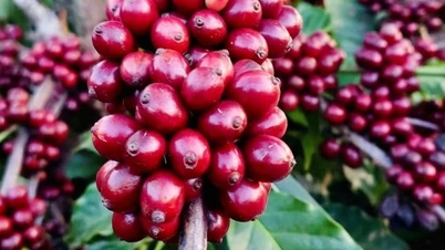 Harga kopi jatuh sedikit, kepada 89,500-90,500 VND/kg.