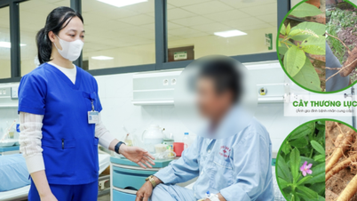 Nhập viện sau khi ăn loại củ giống sâm đất