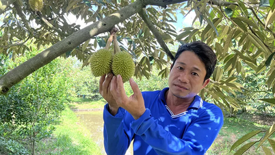 A breakthrough in converting rice fields to durian cultivation.