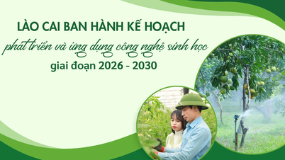 Lao Cai-provinsen har utfärdat en plan för utveckling och tillämpning av bioteknik för perioden 2026-2030.