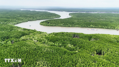Er is meer dan 1,6 biljoen VND geïnvesteerd in de ontwikkeling van duurzaam ecotoerisme in het Can Gio-bos.
