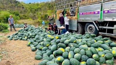 Provincie Lam Dong vyzývá k „záchraně“ vodních melounů.