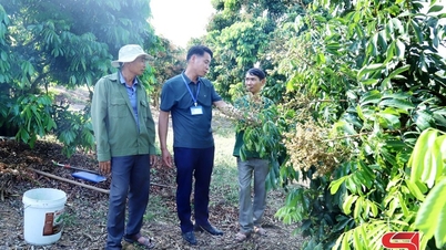 ឈៀង ខួង មើលថែរដូវផ្កាមៀនយ៉ាងយកចិត្តទុកដាក់។
