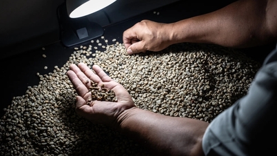 Harga kopi hari ini, 18 Maret: Naik untuk sesi kedua berturut-turut, kopi Arabika mencapai level tertinggi dalam satu minggu.