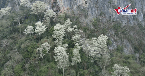 As flores brancas da espécie Thàn Mát desabrocham nas encostas das montanhas Thanh Hóa, criando um belo "mar de nuvens" em meio à vasta floresta.