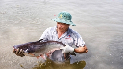 Den vietnamesiska havskattens extraordinära resa i Japan.