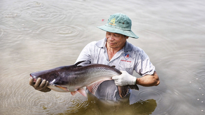 The extraordinary journey of Vietnamese catfish in Japan.