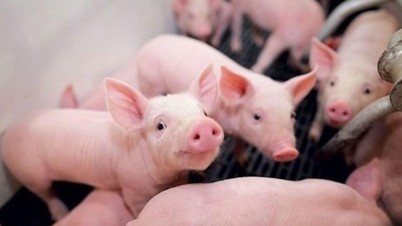 Preços da carne suína hoje, 18 de março: Um aumento acentuado de até 2.000 VND/kg, atingindo 67.000 VND/kg na cidade de Ho Chi Minh.