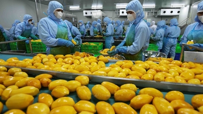 Укрепление основ цепочки создания стоимости вьетнамских фруктов и овощей.
