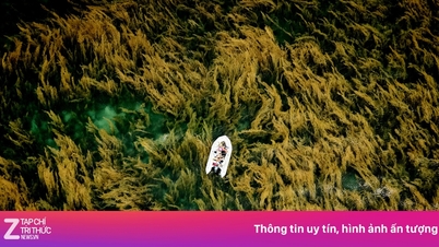 Photographs of seaweed in Con Dao win international award.