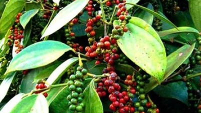 Today's agricultural news (March 18): Pepper prices plummet.
