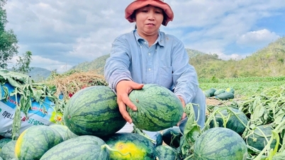 In de provincie Gia Lai is er een recordoogst aan watermeloenen, maar de prijzen kelderen, waardoor boeren gedwongen worden met verlies te verkopen.