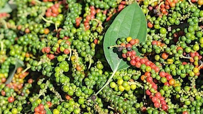Le prix du poivre a chuté jusqu'à 3 500 VND/kg le 18 mars.