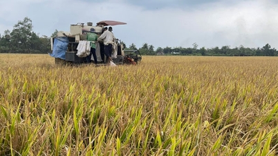 Comuna de Song Phu: Empenhada em produzir arroz de alta qualidade em mais de 90% de sua área cultivada.