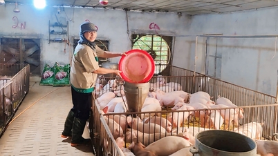 Ninh Binh'deki kadınlar ekonomik kalkınma için özgüvenle çabalıyorlar.