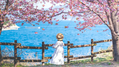 Vietnamesische Touristen geben großzügig Geld für Kirschblütenbesichtigungstouren in Japan aus.