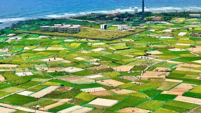 کوانگ نگای: یافتن بازار برای سیر لی سان.