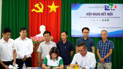 Conectar los productos de Quang Ngai con el mercado de An Giang.
