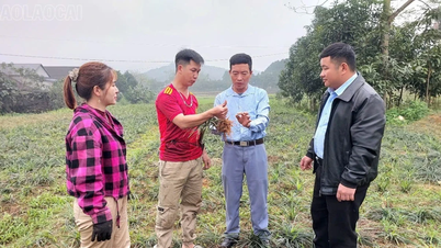 Plantes médicinales - semer les graines du bonheur à Hong Kong