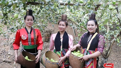 Mường Bú hình thành vùng sản xuất cây ăn quả tập trung