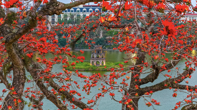 Pamuk ağacının çiçek açması, Hanoi'nin şehir sokaklarından banliyö köylerine kadar her yerinde adeta bir canlılık yaratıyor.