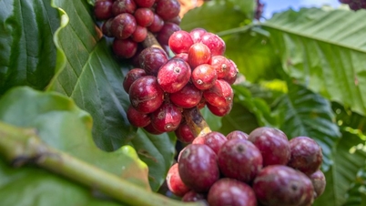 Prix ​​des produits agricoles le 19 mars : le café continue d’augmenter, le poivre se maintient à des niveaux élevés.
