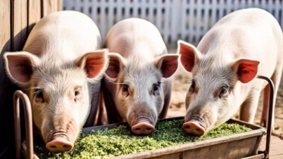 Prix ​​du porc le 19 mars : La tendance à la hausse se poursuit dans les trois régions.