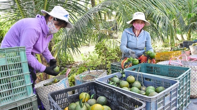 ห่วงโซ่คุณค่าของส้มแมนดารินจำเป็นต้องได้รับการปรับปรุงให้ดีขึ้น