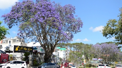KLIP: Pokok Jacaranda sedang mekar, Da Lat yang penuh impian