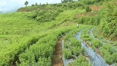 Une solution durable à la pauvreté grâce aux plantes médicinales.